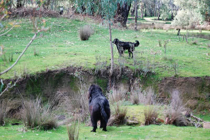 did you see those cows