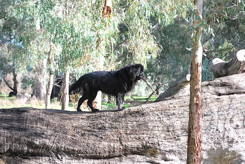 lion king imitation again