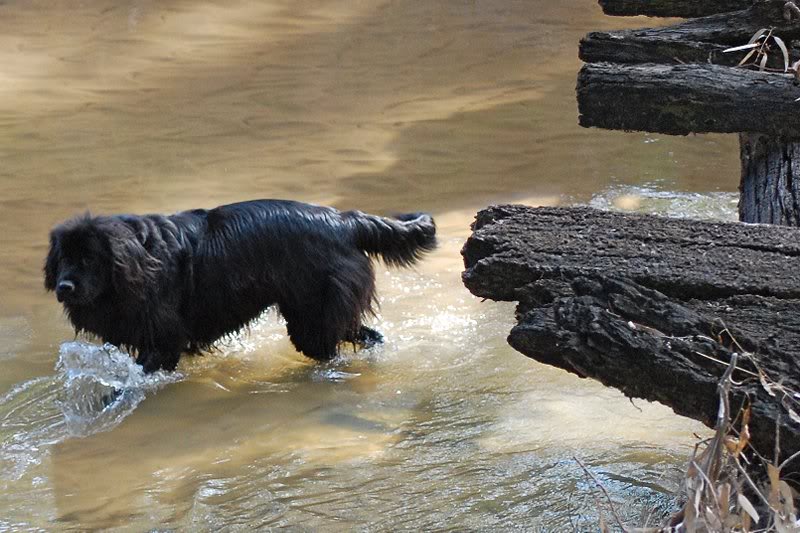 swim near the old bridge