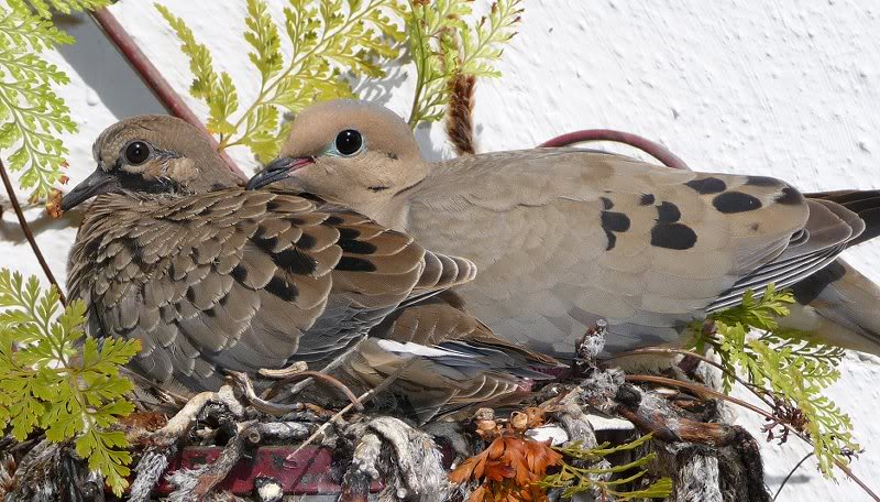 Doves 2009 005