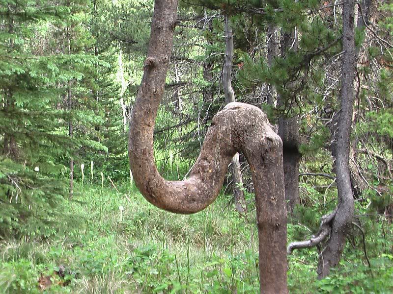 Hmm seen this tree before