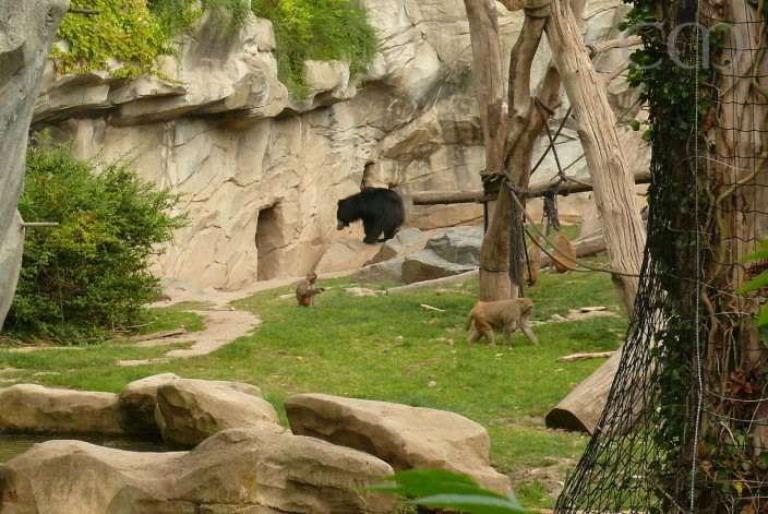 Franz shares his enclosure with Rhesus Monkeys!