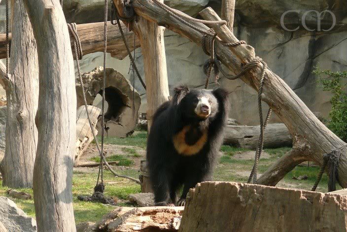 In a huge area - Sloth Bear Franz!