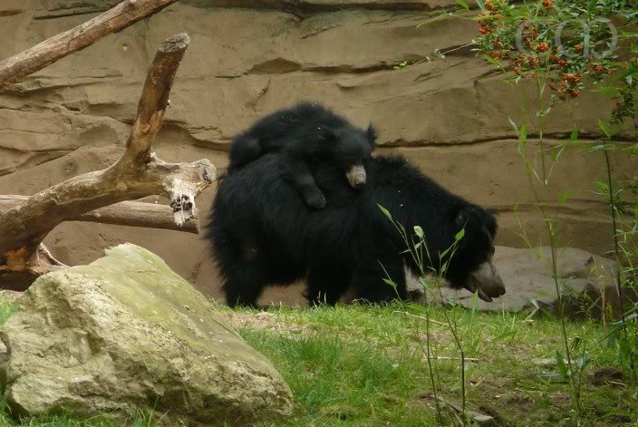 Mother Ludmilla and child in the second enclosure!