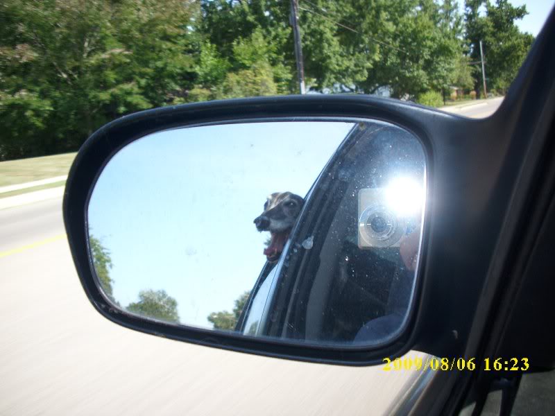 now that's a happy dog