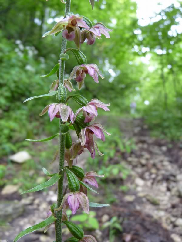 Helleborine