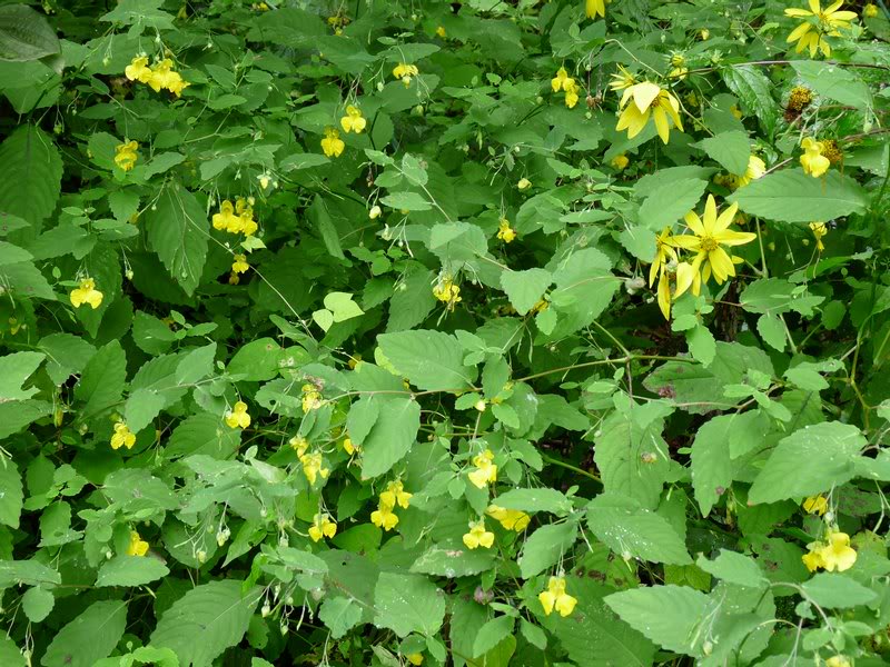 Jewelweed and Jerusalem artichokes