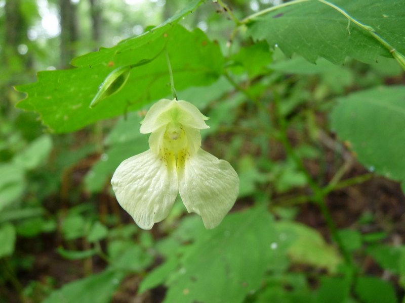 Jewelweed pale variant