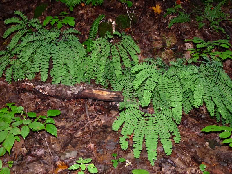 Maidenhair ferns