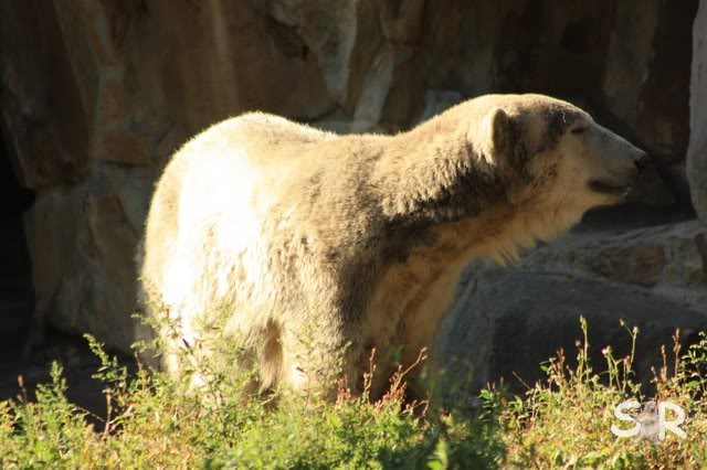 ich kann auch noch laufen :-)