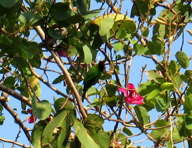 19GoldenFronted Leafbird