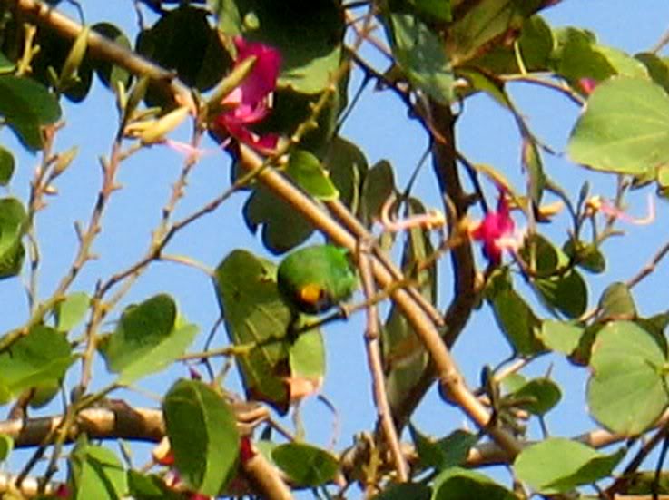 20GoldenFronted Leafbird