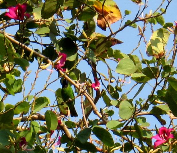 21GoldenFronted Leafbird