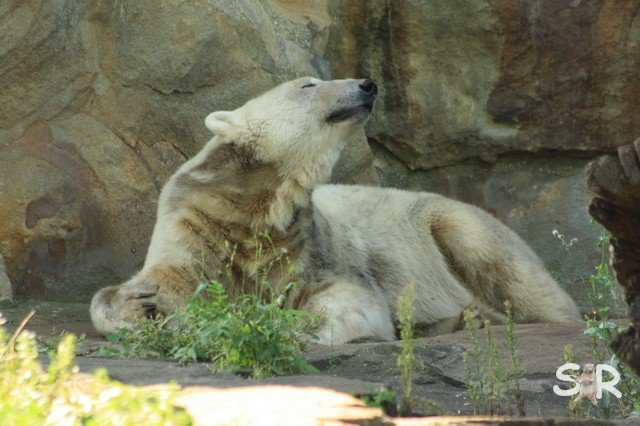 ich bin der schoenste Baer der Welt und trage meine Nas...