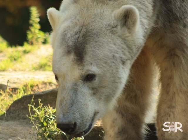 ist noch recht voll hier am Gehege