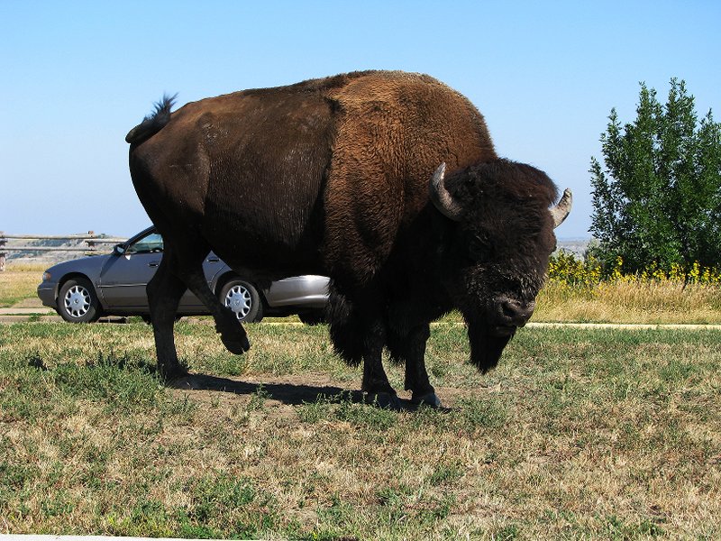 Bison at Painted Canyon area