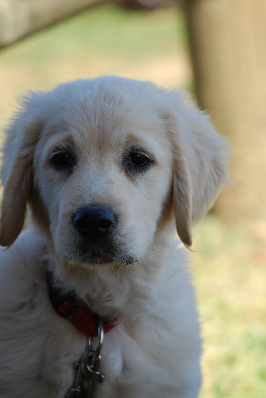 Golden pup