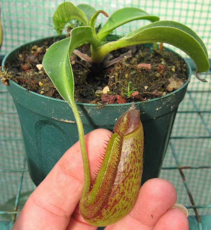 11-11-09 New Pitcher