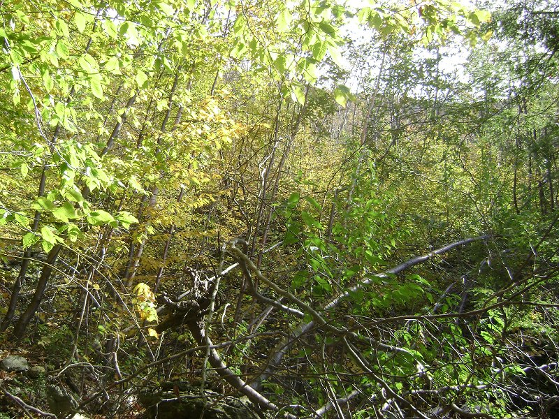 The trees are getting shorter, is this it?