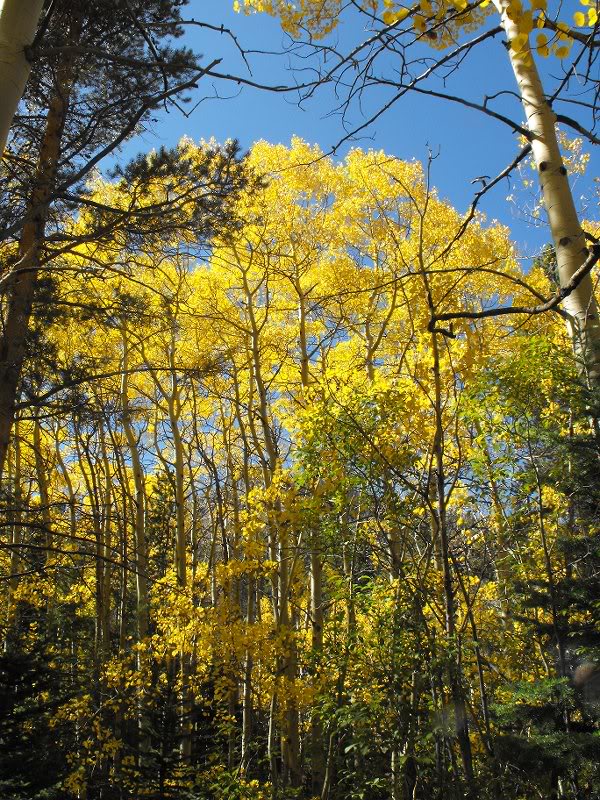 Aspens off the trail