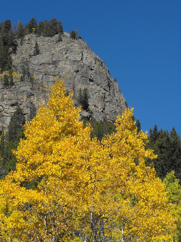 Gold trees and blue sky