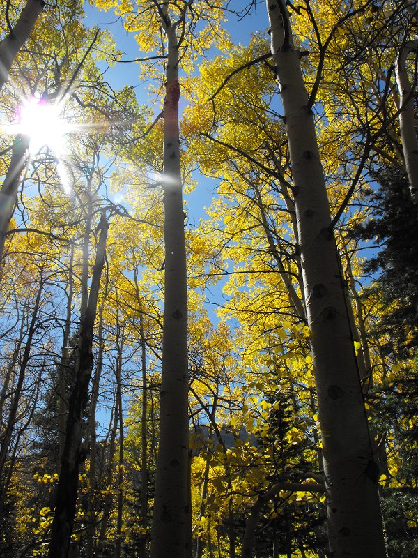 Tall Aspens