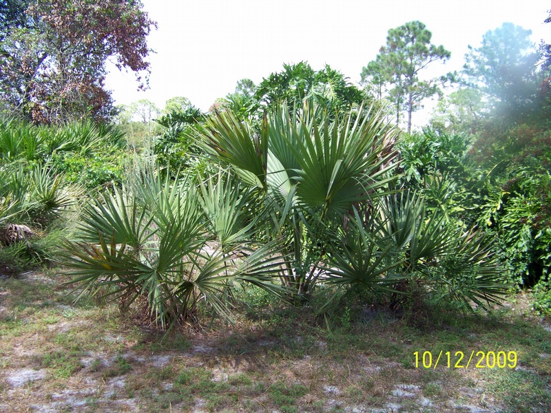 Sabal burmudana center, flanked by Sabal etonia