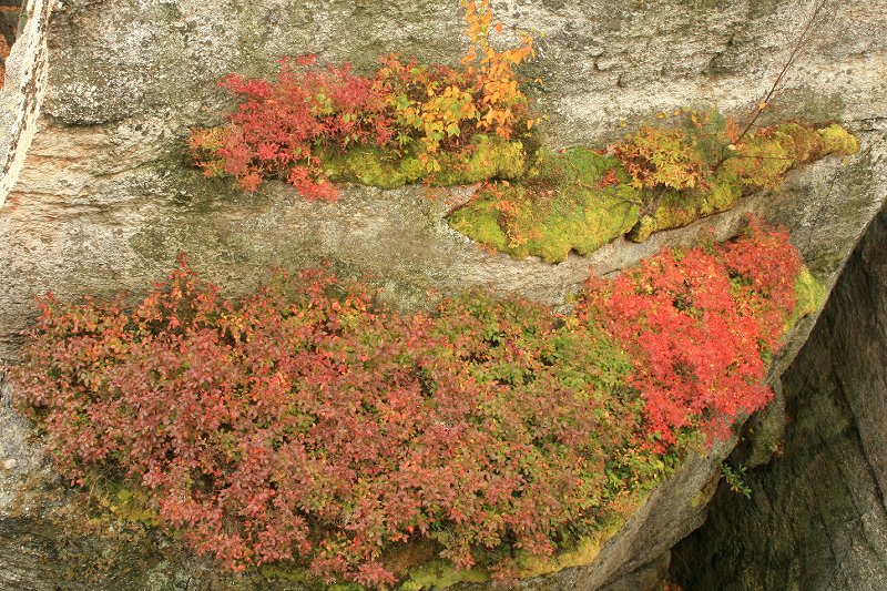 hanging garden on cliff wall 2