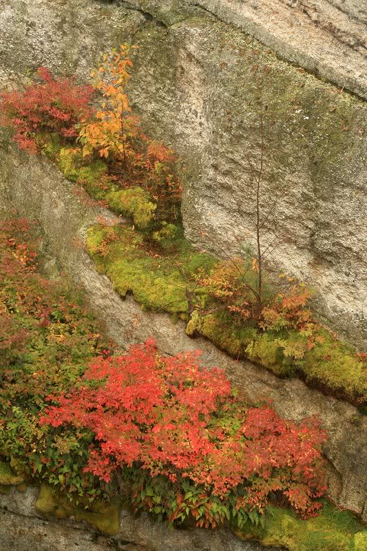 hanging garden on cliff wall 4
