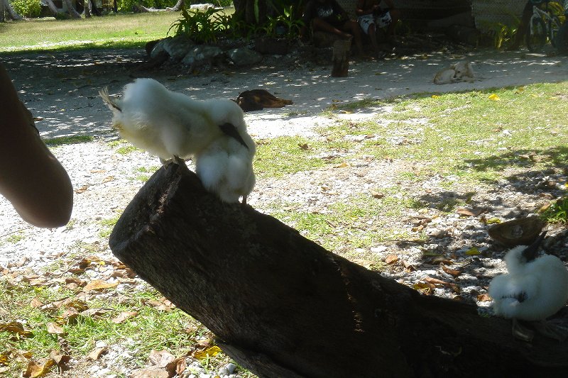 Rangiora But what is the name of this critter?