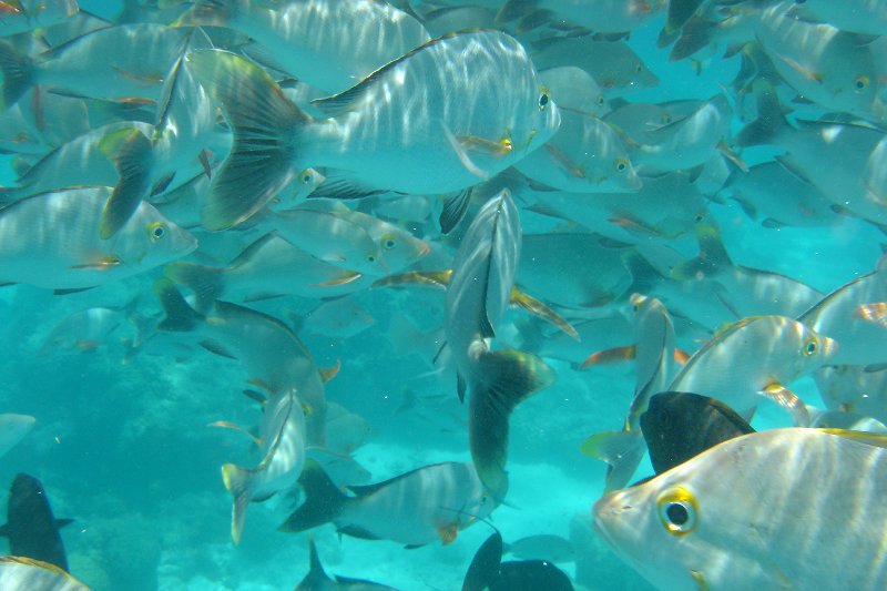 Rangiora More undersea life