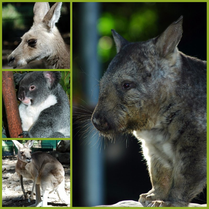 Picnik collage-Aussie Animals