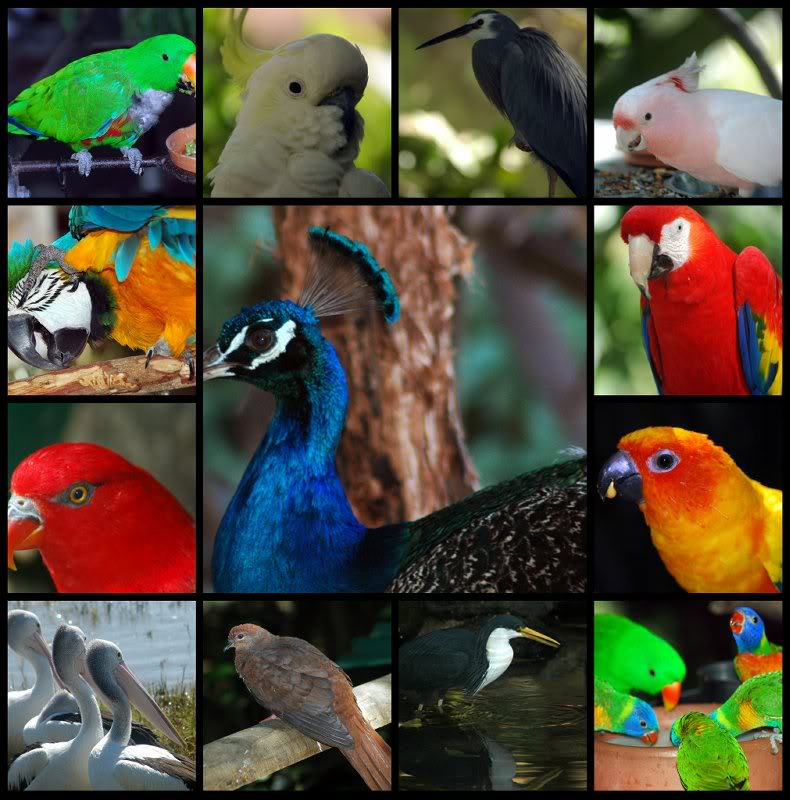 Picnik collage-Birds 3