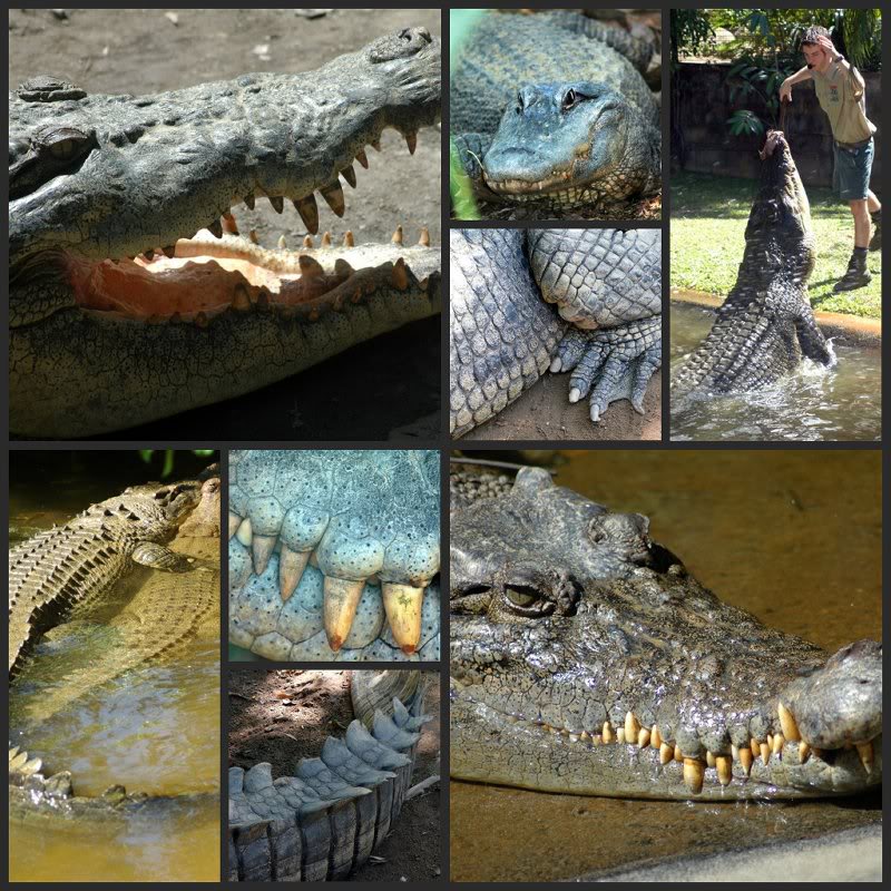 Picnik collage-Crocodi les 1