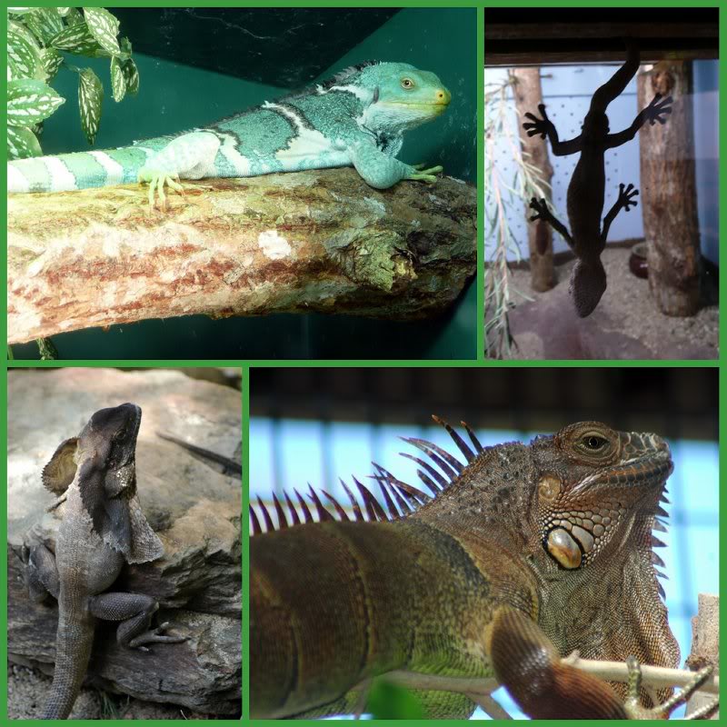 Picnik collage-Lizards 1