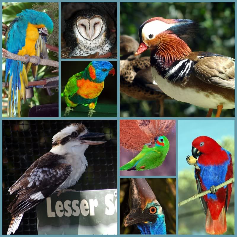 Picnik collage-QLD Birds 1