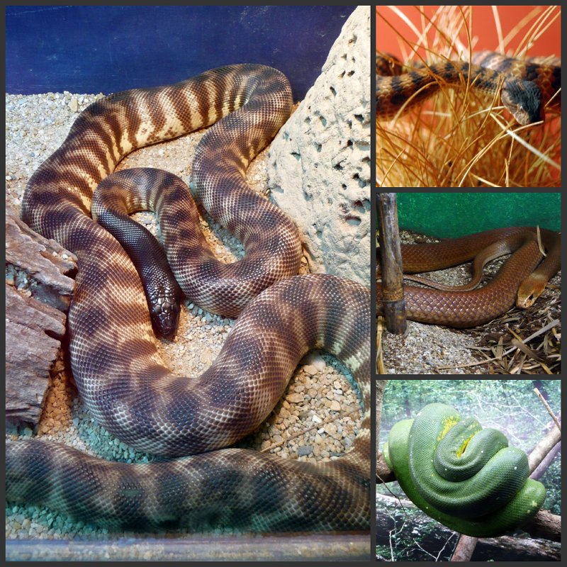 Picnik collage-Snakes