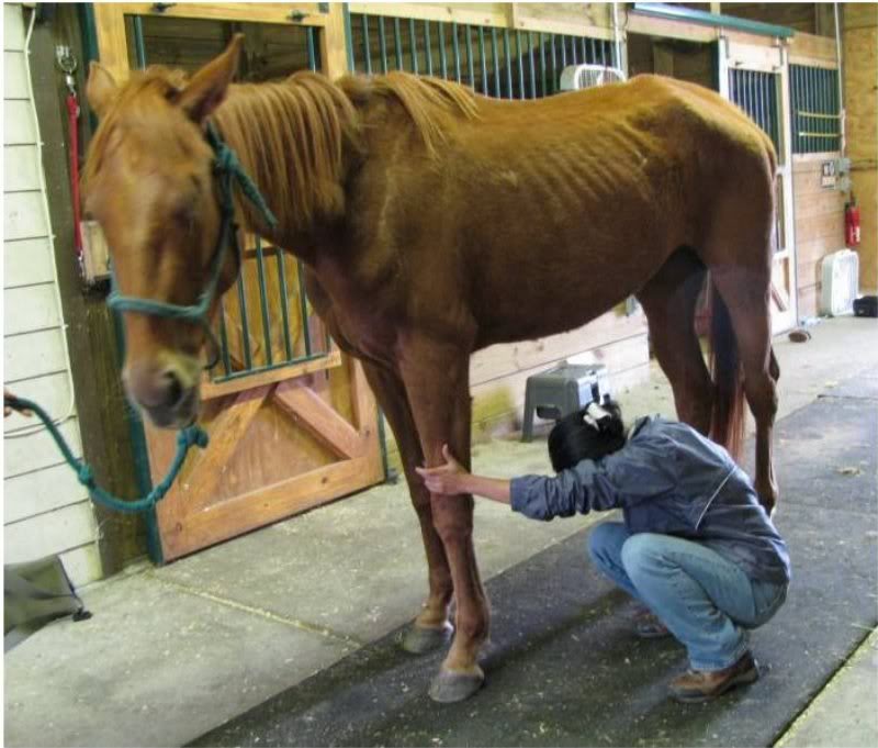 Sierra in May after being rescued.