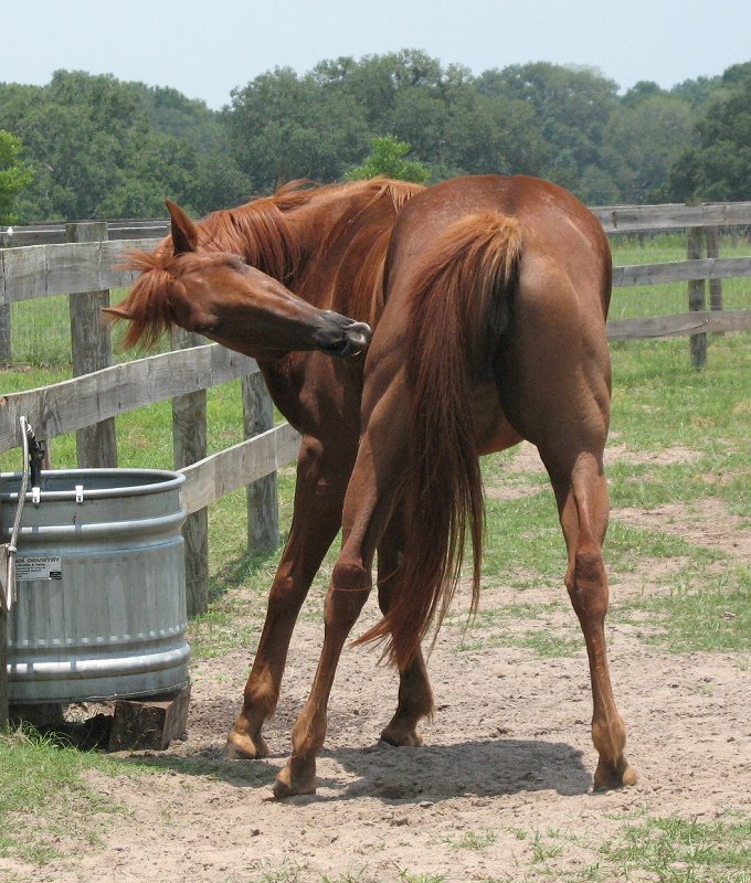 sierra scratching, June 09 at Rescue
