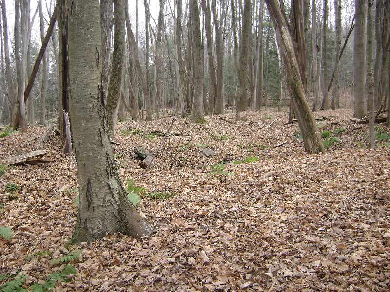 McLufkin hole, with many dead black locusts around it