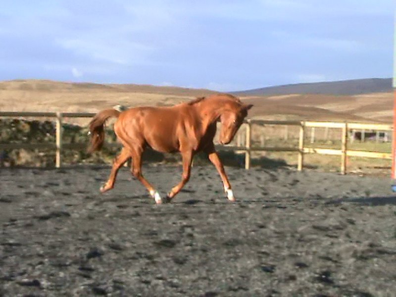 Darquinno November 2009 (3)