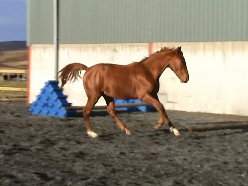 Darquinno November 2009 (4)