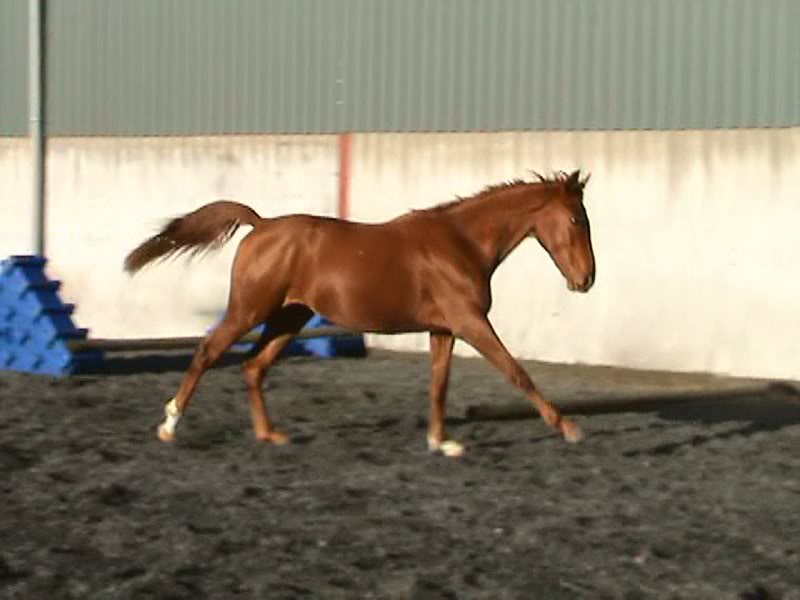 Darquinno November 2009 (5)