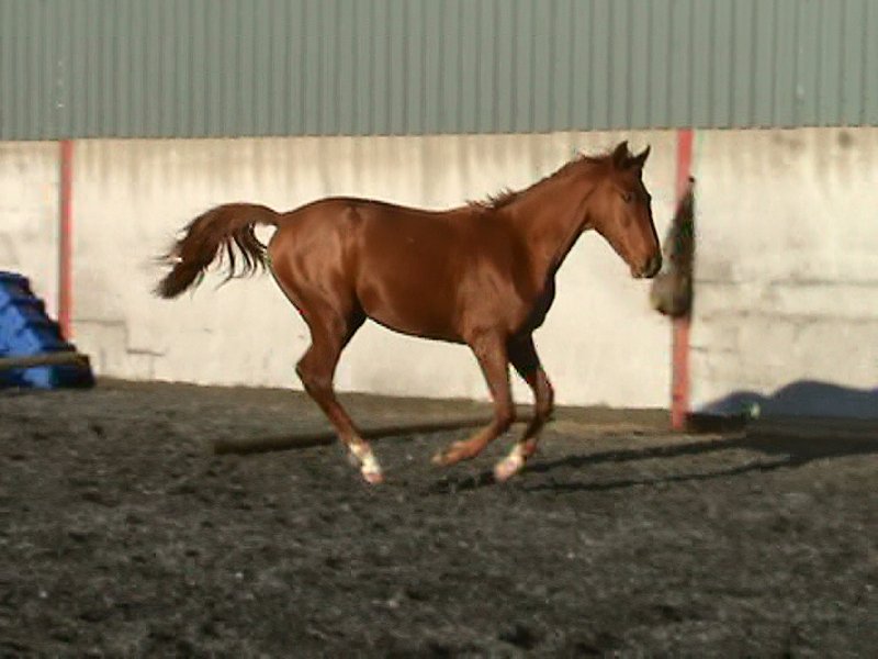 Darquinno November 2009 (6)