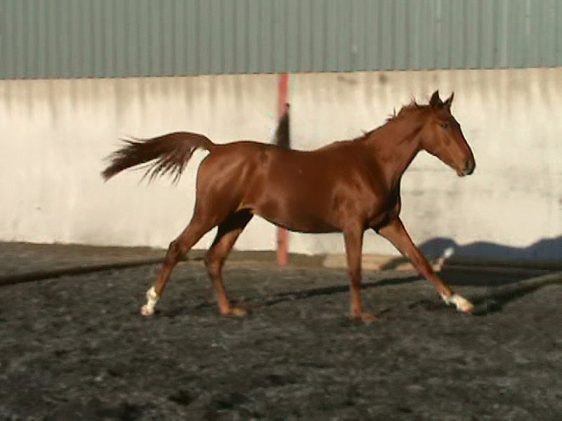 Darquinno November 2009