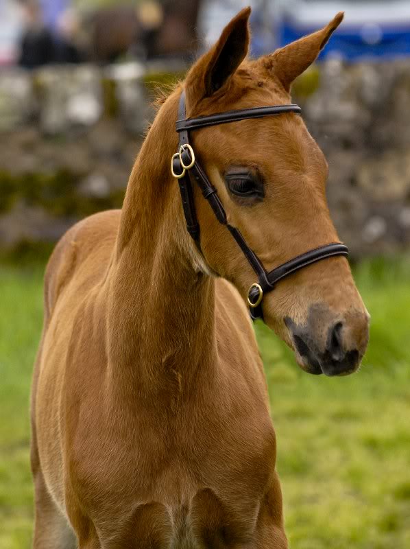 darquinno_fife_ show-16