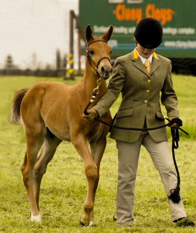 darquinno_fife_ show-4