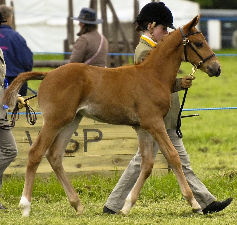 darquinno_fife_ show