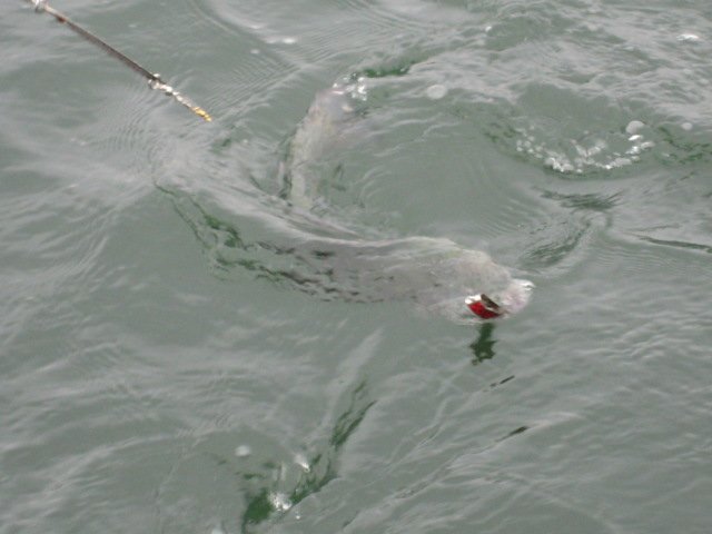 Tortugas Red Cripplelure Strikes Again