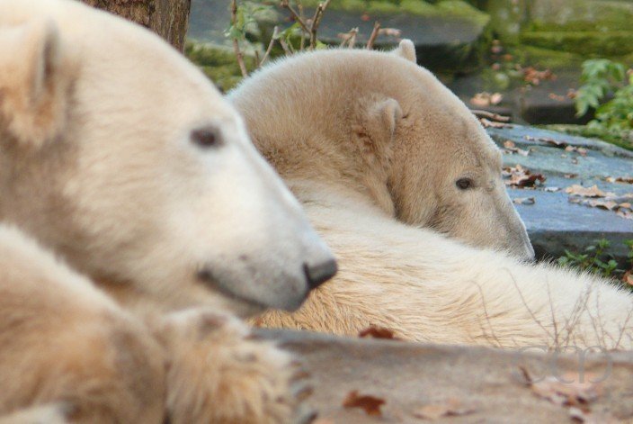 We two cuddly bears...